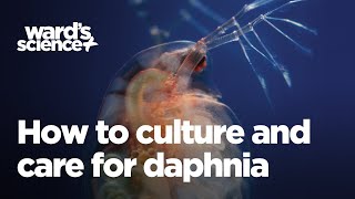 Caring and Culturing for Daphnia [upl. by Esta]