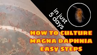 How to Culture Magna Daphnia Easily [upl. by Lupee433]