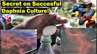 How to Culture Daphnia Successfully [upl. by Editha40]