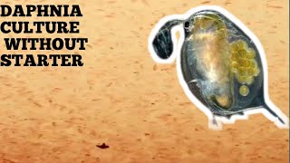 HOW TO CULTURE DAPHNIA NATURALLY WITHOUT A STARTER [upl. by Aihsenal565]