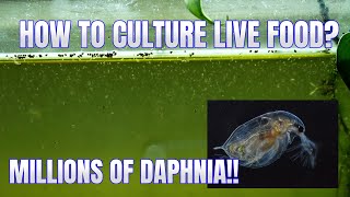 How to Culture Daphnia Secret Method to Breed MILLIONS  Simply Aquatic [upl. by Iana]