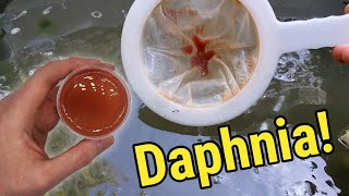 How I Culture Daphnia In Outdoor Tubs [upl. by Akiehsat322]