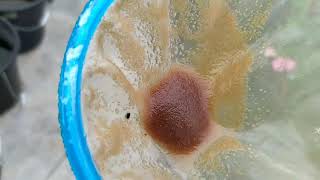 How to culture daphnia moina in a small container Part 1 English Subtitle [upl. by Theo981]