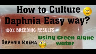 Daphnia MagnaHow to Culture Daphnia Easy wayCulturing Daphnia using Green water Daphnia [upl. by Htinnek]