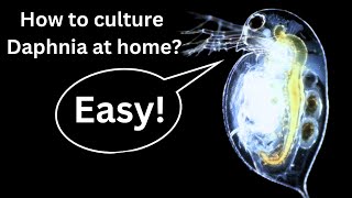 BEST Live Fish Food Beginner guide How to Culture Daphnia at home [upl. by Annamarie]