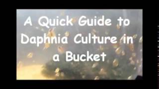 How to culture daphnia outside [upl. by Consuelo987]