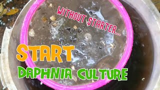 How to culture daphnia moina the easy way 1  Starting the Daphnia culture [upl. by Yendroc329]