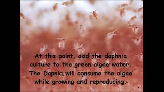 Daphnia  How to grow daphnia in your home [upl. by Icken18]