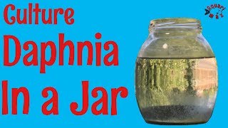 How to Culture Daphnia in a Jar [upl. by Partan]