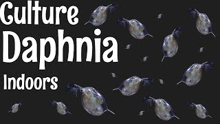 How to Culture Daphnia [upl. by Lilaj]