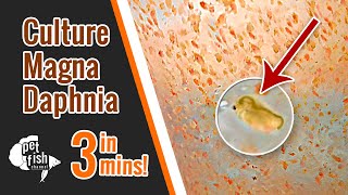 How to culture DAPHNIA MAGNA  The easy way [upl. by Ellevehs]