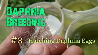 Daphnia Culture made simple and easy 3  Hatching Daphnia eggs [upl. by Major703]