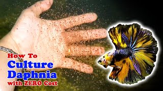 How to Culture Daphnia with ZERO Cost  Unlimited Live Food For Our Fish [upl. by Cave450]