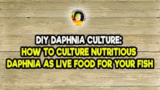 DIY Daphnia Culture How to Culture Nutritious Daphnia as Live Food for Your Fish [upl. by Runkle]