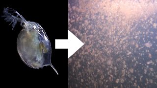 How I Culture Daphnia [upl. by Shaeffer455]