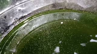 DAPHNIA MOINA CULTURE IN A SMALL BUCKET [upl. by Grizel987]