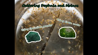 How To Culture Daphnia and Moinas using Green Water Spirulina powder [upl. by Blondelle]