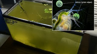 Raising Daphnia for the Freshwater Aquarium [upl. by Timothee13]