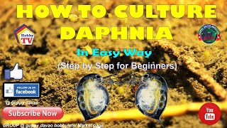 HOW TO CULTURE DAPHNIA In Easy Way [upl. by Balough38]